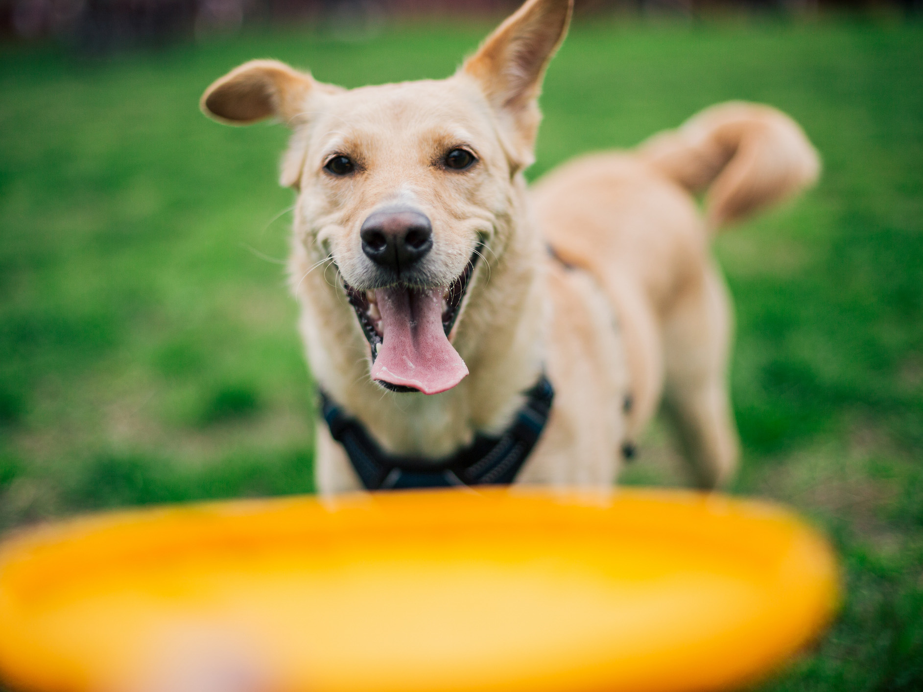 A dog with its tongue out.